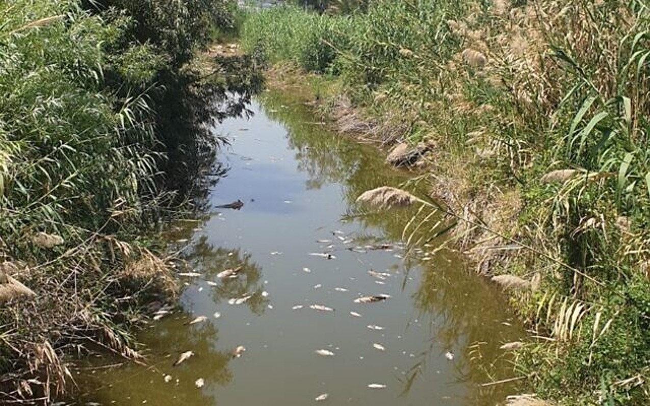 Cientistas tentam dar resposta ‘científica’ ao milagre da multiplicação dos peixes, feito por Jesus